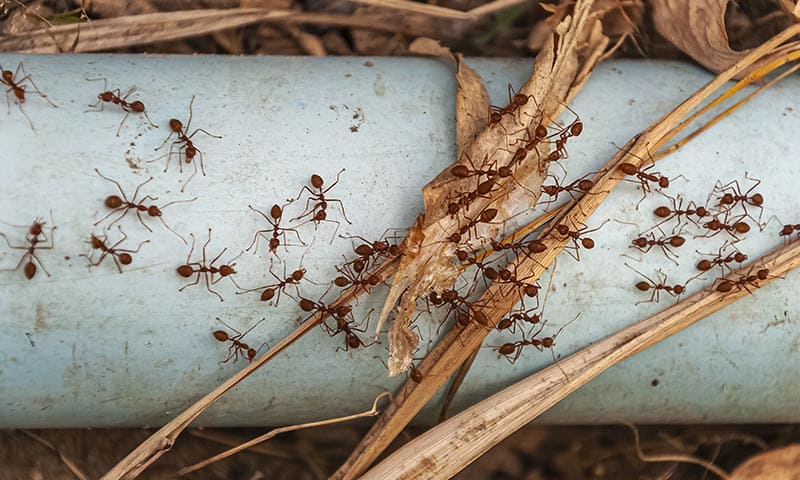 Eliminez les fourmis avec Efaa