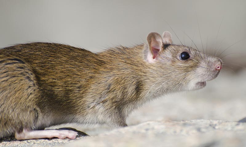 Eliminez les rats avec Efaa