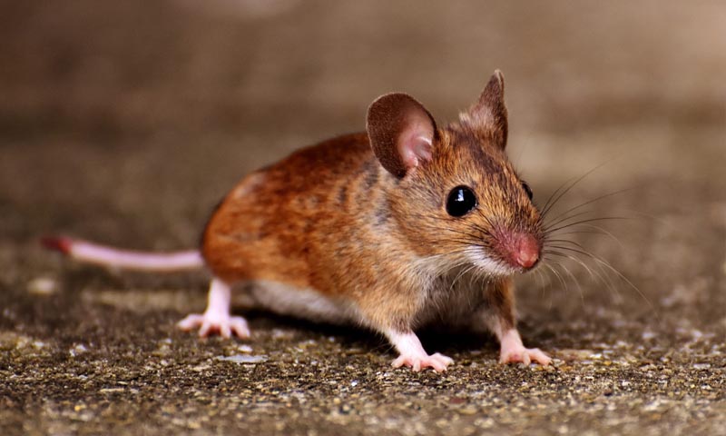 Eliminez les souris avec Efaa